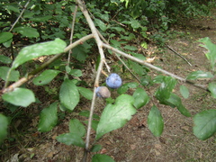 Prunus spinosa spinosa