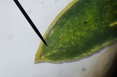 Aloina aloides