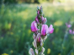 Onobrychis viciifolia