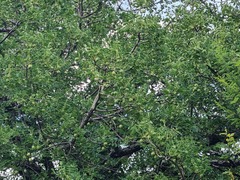 Sclerocarya birrea caffra