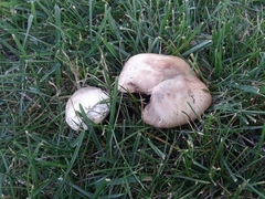 Agaricus