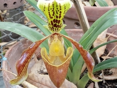 Paphiopedilum
