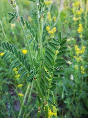 Onobrychis viciifolia