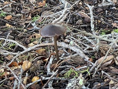 Entoloma sericeum