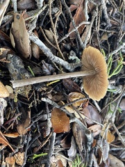 Entoloma sericeum