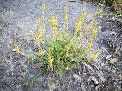 Onobrychis saxatilis