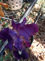 Iris