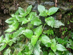 Nautilocalyx mimuloides