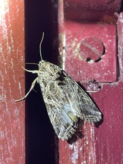 Spodoptera littoralis
