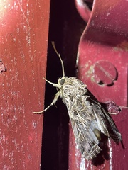 Spodoptera littoralis