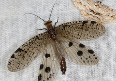 Archichauliodes guttiferus