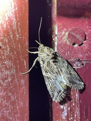 Spodoptera littoralis