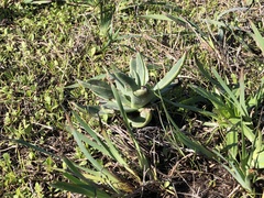 Dudleya lanceolata