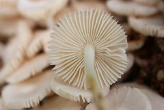 Termitomyces microcarpus