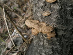 Gloeophyllum trabeum