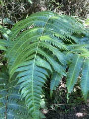 Cyathea horrida