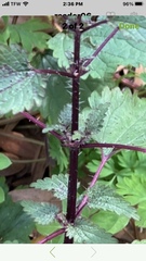 Urtica chamaedryoides