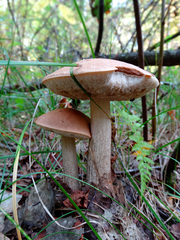 Leccinum albostipitatum