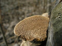 Gloeophyllum trabeum