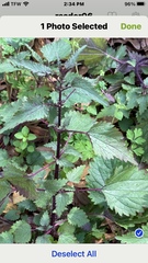 Urtica chamaedryoides