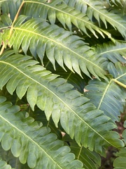 Cyathea horrida