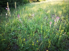 Onobrychis viciifolia