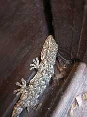 Tarentola mauritanica