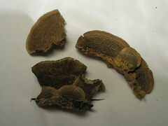 Gloeophyllum trabeum