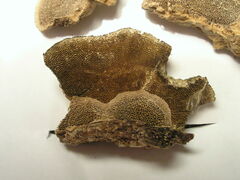 Gloeophyllum trabeum