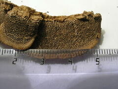 Gloeophyllum trabeum