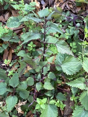 Urtica chamaedryoides