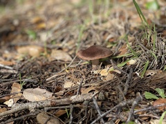 Cortinarius ohlone