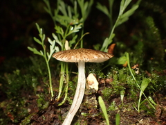 Pseudohydropus parafunebris