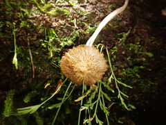 Pseudohydropus parafunebris