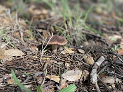 Cortinarius ohlone