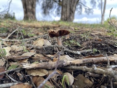 Cortinarius ohlone