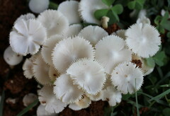 Termitomyces microcarpus