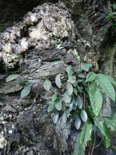 Image of Peperomia obtusifolia by (c) Guillaume Delaitre, some rights reserved (CC BY)
