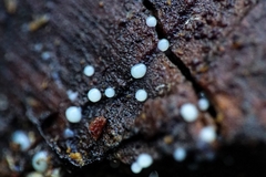 Helicogloea compressa