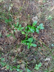 Hylotelephium maximum maximum