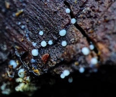 Helicogloea compressa