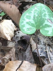 Hexastylis virginica