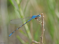 Enallagma carunculatum