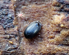 Eucinetidae
