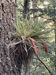 Tillandsia violacea