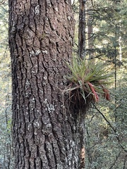 Tillandsia violacea