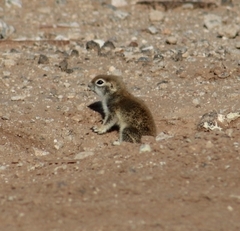 Xerospermophilus tereticaudus