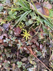 Gaultheria hispidula