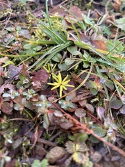 Gaultheria hispidula