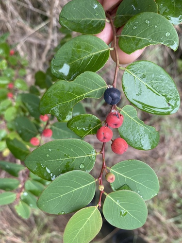 Breynia oblongifolia observed 2023-01-17
